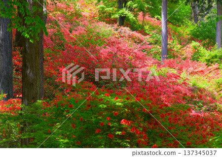 東秩父村,日本木峠,山杜鵑(埼玉縣) 東秩父村,日本木峠,山杜鵑(埼玉縣) 137345037