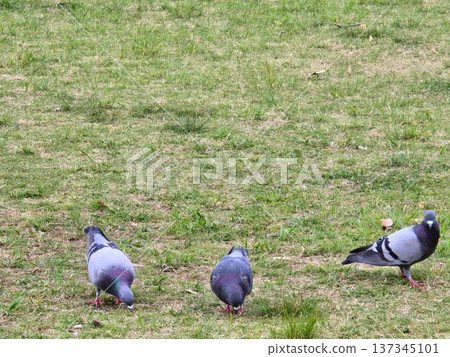 Pigeon resting on the grass Pigeon resting on the grass 137345101
