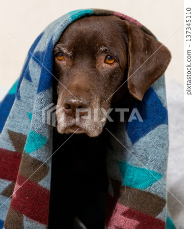 Labrador Retriever dog is sitting on chair, wrapped in a blanket.  137345110