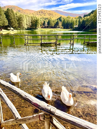 Small lake with white swans in Calabria 137345323