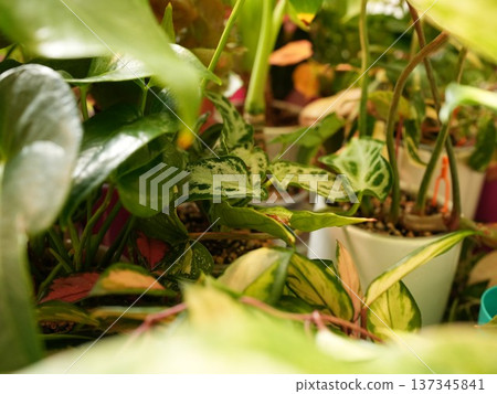 Relaxing living space enhanced by lush houseplant display and lighting Relaxing living space enhanced by lush houseplant display and lighting 137345841