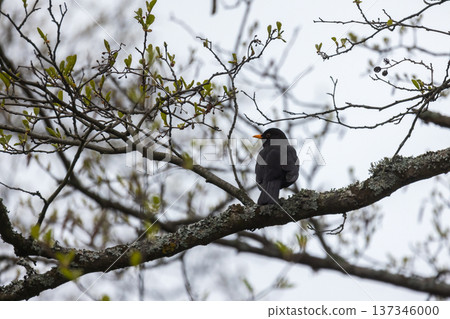 Blackbird sits on a branch, natural photography Blackbird sits on a branch, natural photography 137346000