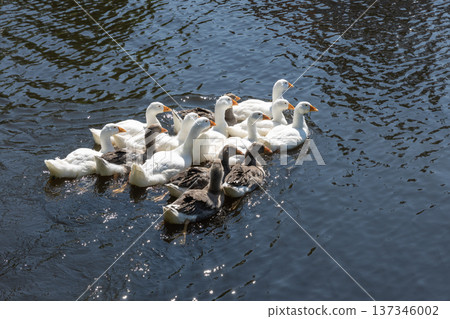 Flock of white and gray geese swims on a sunny day 137346002