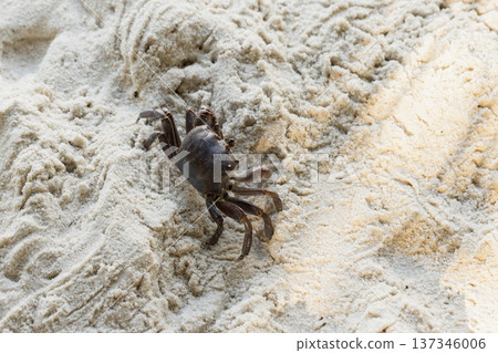 Ghost crab stands on white coastal sand and looks back Ghost crab stands on white coastal sand and looks back 137346006