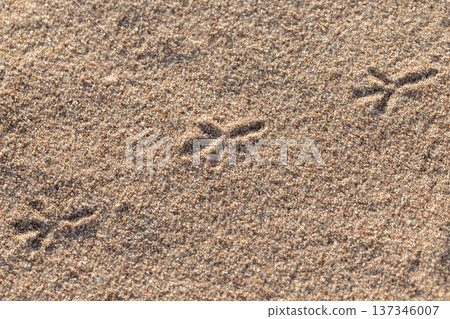 Delicate shorebird footprints trail across golden sand Delicate shorebird footprints trail across golden sand 137346007