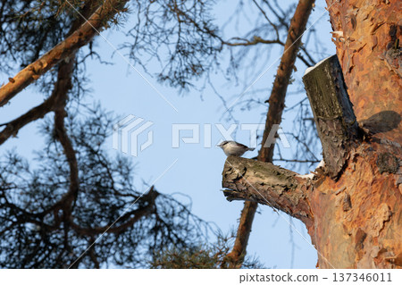 A small bird perched on a pine tree branch 137346011