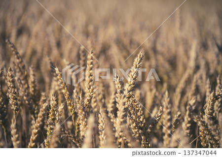 Wheat plants grow tall in a field under the sun. The stalks are golden and ready for harvest. The scene shows the abundance of crops during the summer months in a rural area. Wheat plants grow tall in a field under the sun. The stalks are golden and ready for harvest. The scene shows the abundance of crops during the summer months in a rural area. 137347044