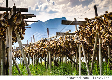 Cod stockfish drying on racks, Lofoten islands Norway Cod stockfish drying on racks, Lofoten islands Norway 137347156
