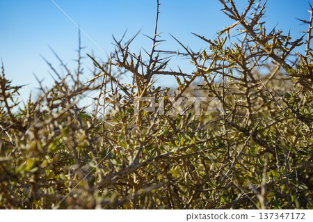 Mediterranean nature. Plant with thorns Mediterranean nature. Plant with thorns 137347172