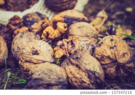 Walnut whole and kernels outdoors on ground. Walnut whole and kernels outdoors on ground. 137347218