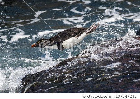 Rockhopper Penguin, Penguin Island,Puerto Deseado, Santa Cruz Province, Patagonia Argentina Rockhopper Penguin, Penguin Island,Puerto Deseado, Santa Cruz Province, Patagonia Argentina 137347285