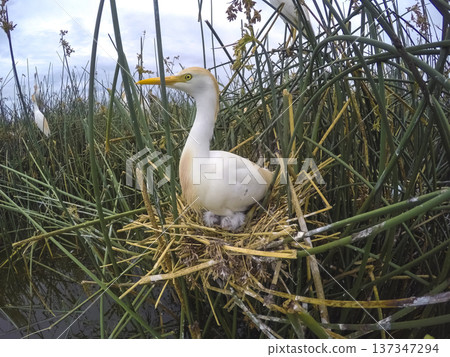 Cattle Egret, Bubulcus ibis, nesting, La Pampa Province, Patagonia, Argentina 137347294