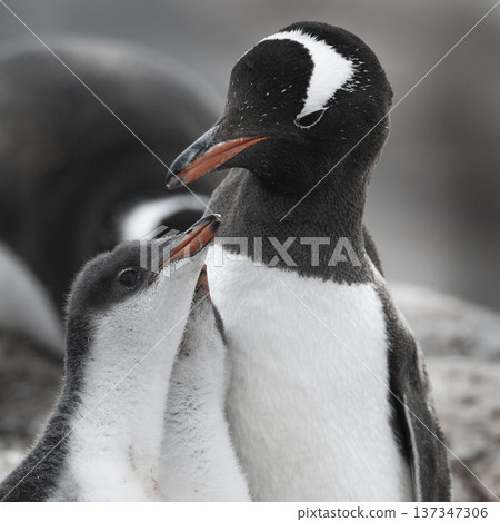 Gentoo Penguin on the beach,feeding his chick, Port Lockroy , Goudier Island, Antartica 137347306