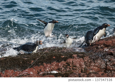 Rockhopper Penguin, Penguin Island,Puerto Deseado, Santa Cruz Province, Patagonia Argentina 137347316