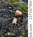 Close-up view of a garden snail crawling over grey stone with greenery in background during daylight in a natural setting 137347360