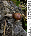 Snail crawling on rocky ground surrounded by greenery in a natural habitat during daylight 137347361