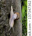 Snail climbing on a concrete surface surrounded by green grass in a natural setting during daylight 137347362