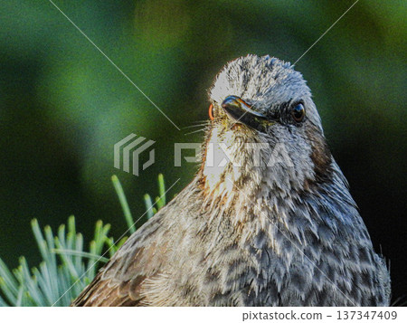 A portrait of a brown-eared ... 137347409