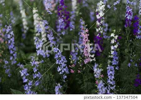 Spring and summer wildflower field with purple pink and white blossoms growing in natural garden environment Spring and summer wildflower field with purple pink and white blossoms growing in natural garden environment 137347504