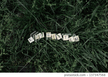 Wooden blocks spelling Ecosystem lying in fresh grass outdoors. Ecology and environmental sustainability concept. 137347568
