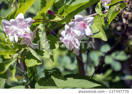 A cluster of delicate pink flowers of Weigela hybrid Rosea in full bloom 137347770