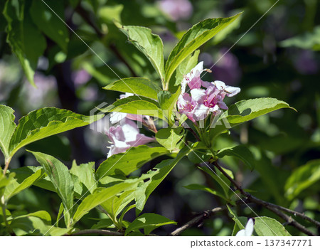 A cluster of delicate pink flowers of Weigela hybrid Rosea in full bloom, surrounded by lush green foliage 137347771