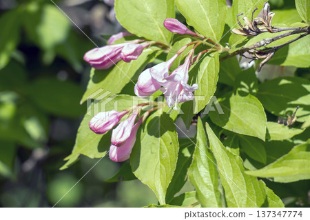 Pastel pink flowers of Weigela florida in mid May 137347774