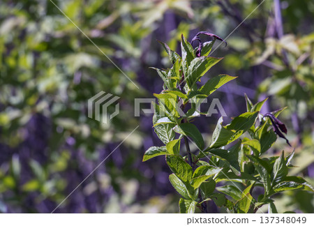 Weigela florida branches in spring with shoots of green young leaves 137348049