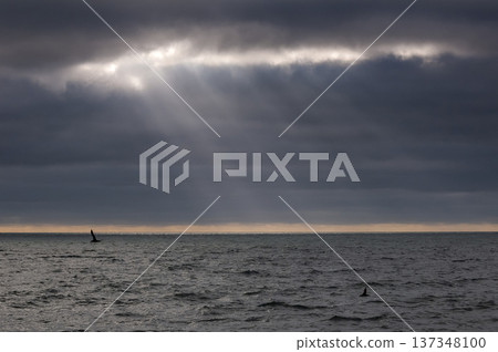 Sunbeams at sunset, in pampas landscape, 137348100