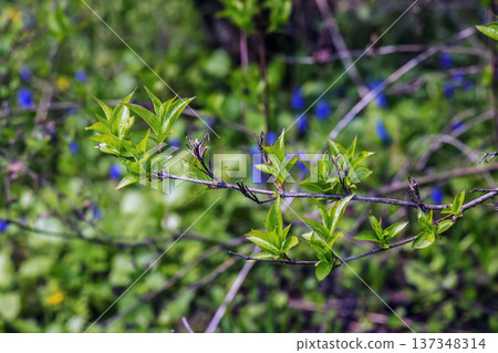 Branches of Weigela florida or Weigela japonica in early spring with shoots of green young leaves. Selective focus 137348314