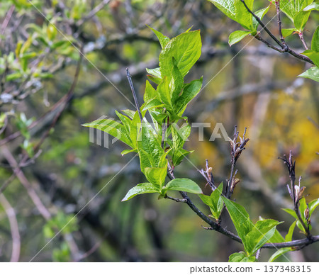Branches of Weigela florida or Weigela japonica in early spring with shoots of green young leaves. Selective focus. Close-up Branches of Weigela florida or Weigela japonica in early spring with shoots of green young leaves. Selective focus. Close-up 137348315