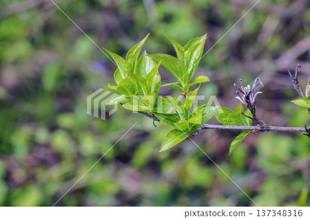 Branches of Weigela florida or Weigela japonica in early spring with shoots of green young leaves and dry shoots that died over the winter 137348316