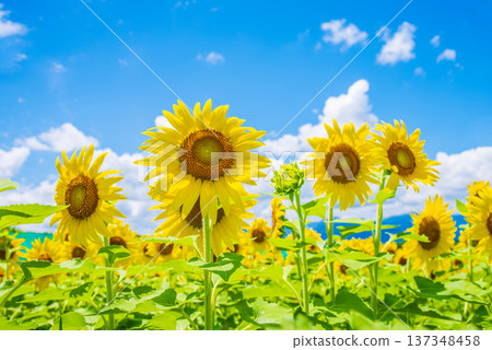 Sunflowers and summer sky (summer landscape material) 137348458