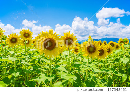 Sunflowers and summer sky (summer landscape material) Sunflowers and summer sky (summer landscape material) 137348461