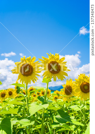 Sunflowers and summer sky (summer landscape material) Sunflowers and summer sky (summer landscape material) 137348473