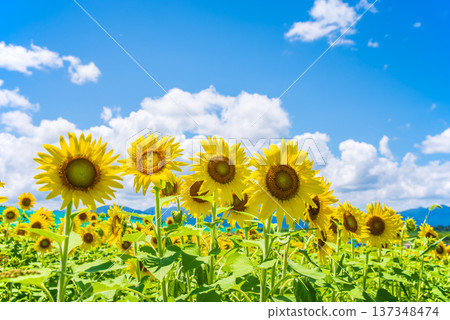 Sunflowers and summer sky (summer landscape material) 137348474