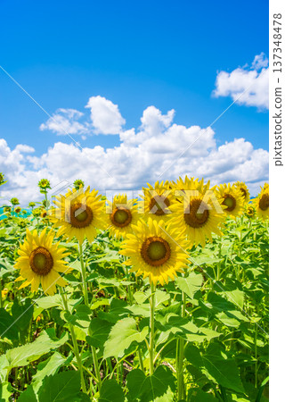 向日葵與夏日天空(夏季風景素材) 向日葵與夏日天空(夏季風景素材) 137348478