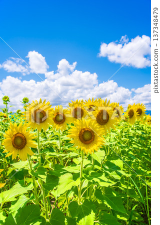 Sunflowers and summer sky (summer landscape material) Sunflowers and summer sky (summer landscape material) 137348479