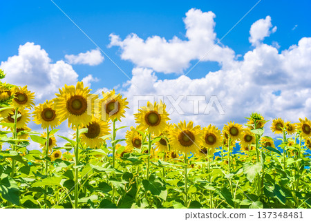 Sunflowers and summer sky (summer landscape material) Sunflowers and summer sky (summer landscape material) 137348481