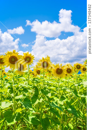 向日葵與夏日天空(夏季風景素材) 向日葵與夏日天空(夏季風景素材) 137348482