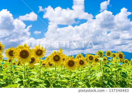 Sunflowers and summer sky (summer landscape material) Sunflowers and summer sky (summer landscape material) 137348483