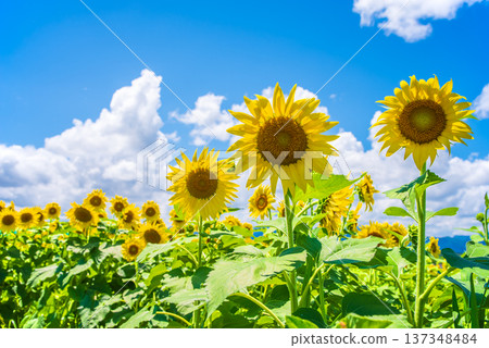 Sunflowers and summer sky (summer landscape material) 137348484