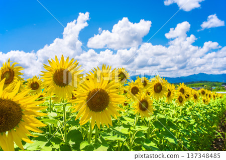 Sunflowers and summer sky (summer landscape material) Sunflowers and summer sky (summer landscape material) 137348485