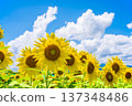 Sunflowers and summer sky (summer landscape material) 137348486