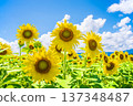 Sunflowers and summer sky (summer landscape material) 137348487