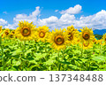 Sunflowers and summer sky (summer landscape material) 137348488
