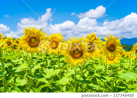 向日葵與夏日天空(夏季風景素材) 向日葵與夏日天空(夏季風景素材) 137348488