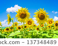 Sunflowers and summer sky (summer landscape material) 137348489