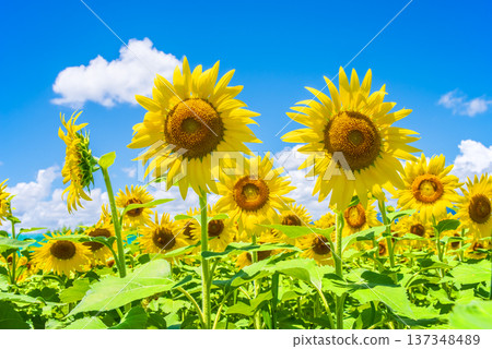 Sunflowers and summer sky (summer landscape material) 137348489