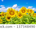 Sunflowers and summer sky (summer landscape material) 137348490